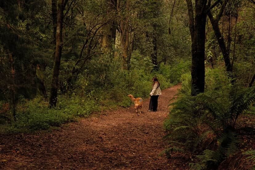 A woman and a dog walking through a forest